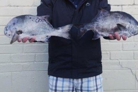 MornÃ© Olivier met sy twee mooi galjoene van 1.20kg en 1.26kg